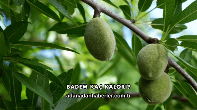 Badem Kaç Kalori?