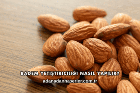 Badem Yetiştiriciliği Nasıl Yapılır?
