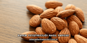 Badem Yetiştiriciliği Nasıl Yapılır?