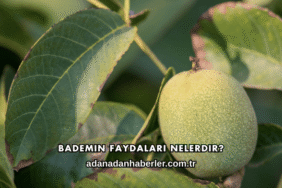 Bademin Faydaları Nelerdir?