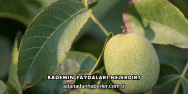 Bademin Faydaları Nelerdir?