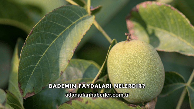 Bademin Faydaları Nelerdir?