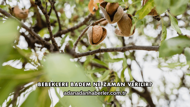 Bebeklere Badem Ne Zaman Verilir?