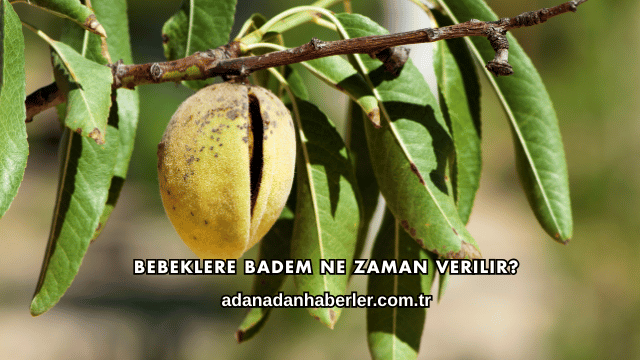 Bebeklere Badem Ne Zaman Verilir?