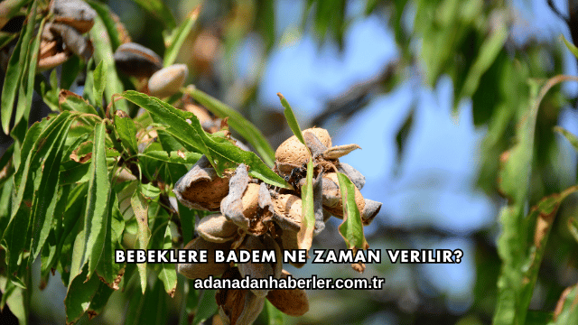 Bebeklere Badem Ne Zaman Verilir?