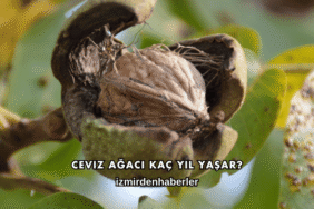 Ceviz Ağacı Kaç Yıl Yaşar?