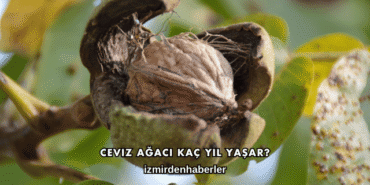 Ceviz Ağacı Kaç Yıl Yaşar?