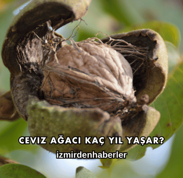 Ceviz Ağacı Kaç Yıl Yaşar?