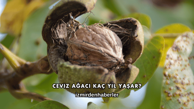 Ceviz Ağacı Kaç Yıl Yaşar?