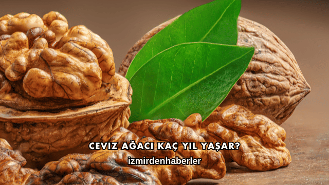 Ceviz Ağacı Kaç Yıl Yaşar?