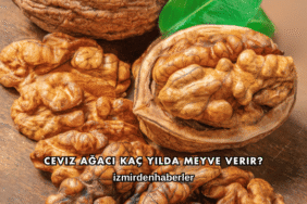 Ceviz Ağacı Kaç Yılda Meyve Verir?