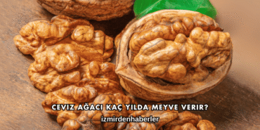 Ceviz Ağacı Kaç Yılda Meyve Verir?