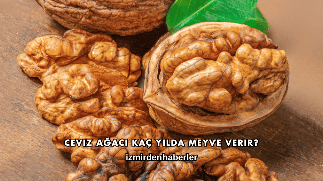 Ceviz Ağacı Kaç Yılda Meyve Verir?