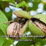 Ceviz Ağacı Ne Zaman Dikilir?