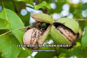 Ceviz Ağacı Ne Zaman Dikilir?