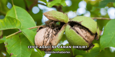Ceviz Ağacı Ne Zaman Dikilir?