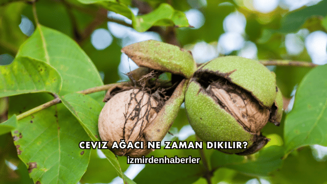 Ceviz Ağacı Ne Zaman Dikilir?