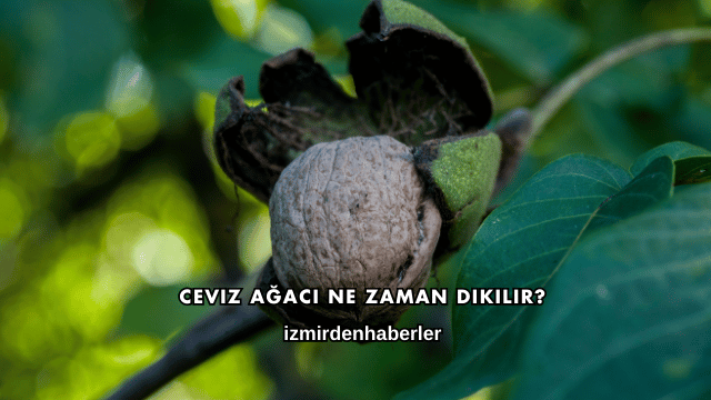 Ceviz Ağacı Ne Zaman Dikilir?