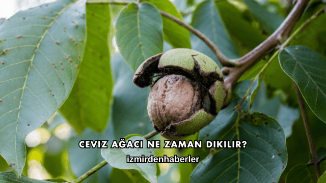 Ceviz Ağacı Ne Zaman Dikilir?