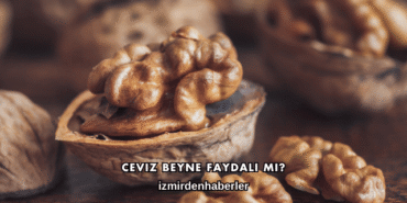 Ceviz Beyne Faydalı mı?
