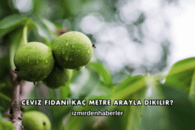 Ceviz Fidanı Kaç Metre Arayla Dikilir?