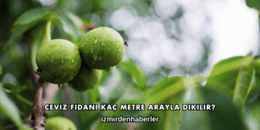 Ceviz Fidanı Kaç Metre Arayla Dikilir?