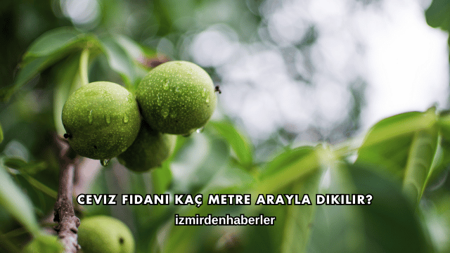 Ceviz Fidanı Kaç Metre Arayla Dikilir?