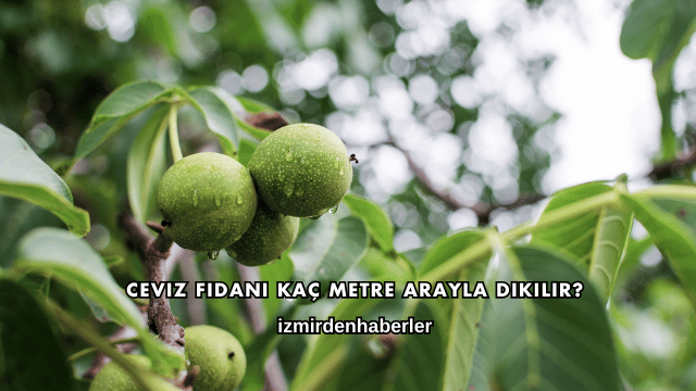 Ceviz Fidanı Kaç Metre Arayla Dikilir?