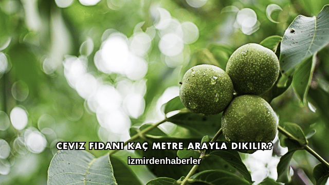 Ceviz Fidanı Kaç Metre Arayla Dikilir?