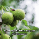 Ceviz Fidanı Nasıl Dikilir?