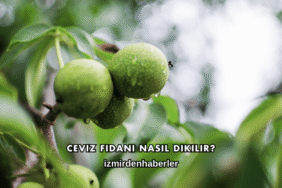 Ceviz Fidanı Nasıl Dikilir?