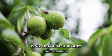 Ceviz Fidanı Nasıl Dikilir?