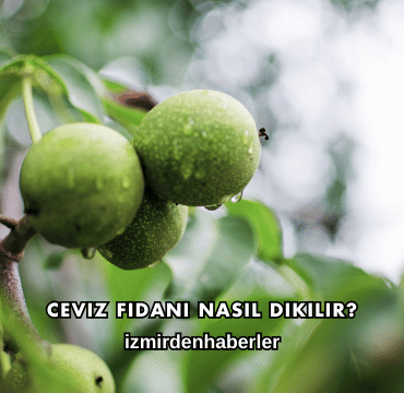 Ceviz Fidanı Nasıl Dikilir?