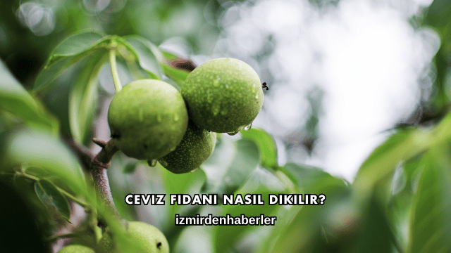 Ceviz Fidanı Nasıl Dikilir?