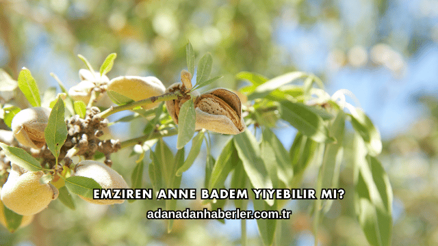 Emziren Anne Badem Yiyebilir mi?