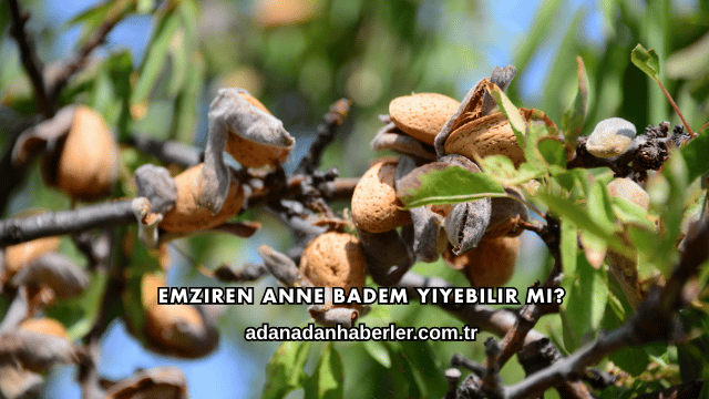 Emziren Anne Badem Yiyebilir mi?