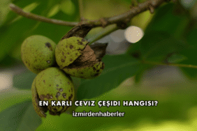 En Karlı Ceviz Çeşidi Hangisi?