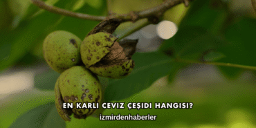 En Karlı Ceviz Çeşidi Hangisi?