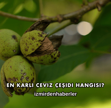 En Karlı Ceviz Çeşidi Hangisi?