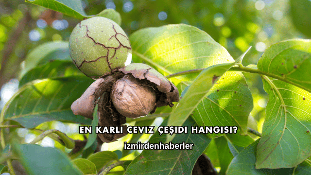 En Karlı Ceviz Çeşidi Hangisi?