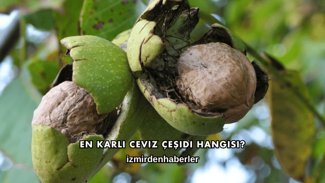 En Karlı Ceviz Çeşidi Hangisi?