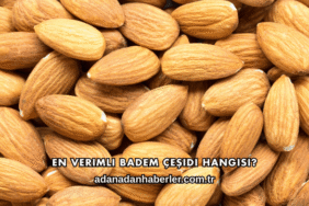 En Verimli Badem Çeşidi Hangisi?