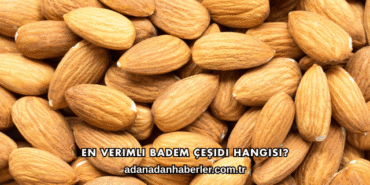 En Verimli Badem Çeşidi Hangisi?
