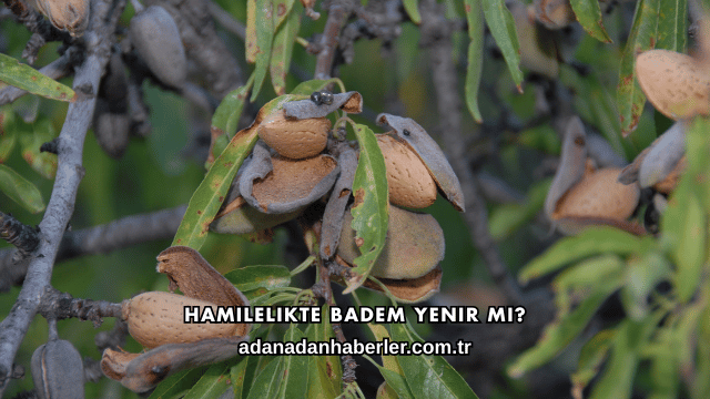 Hamilelikte Badem Yenir mi?