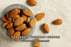 Texas Badem Özellikleri Nelerdir?